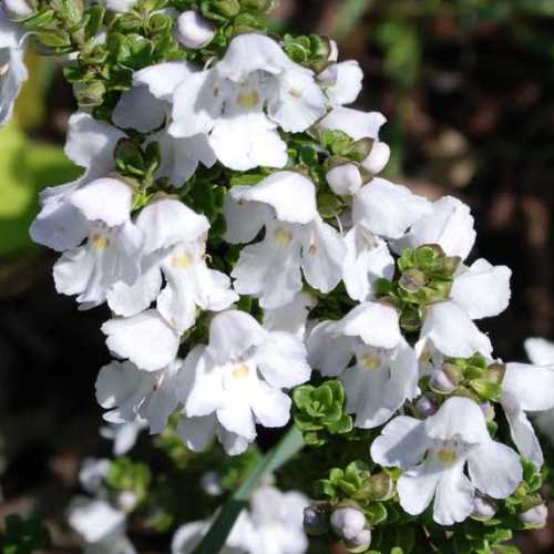 Prostanthera cuneata, Alpine Mint Bush - Pb6.5 - Image 2