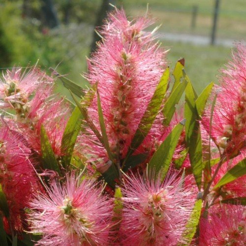 Callistemon Candy Floss - Pb6.5 (50/150) - Image 2