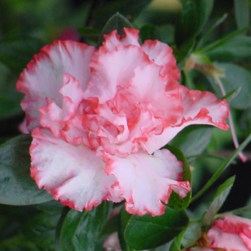 Azalea Albert Elizabeth - 1.25Ltr - Image 2