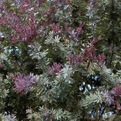 Acacia baileyana Purpurea, Purple Cootamundra Wattle - Pb12
