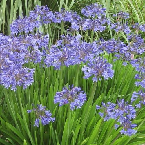 Agapanthus Peter Pan - 1Ltr - Image 2