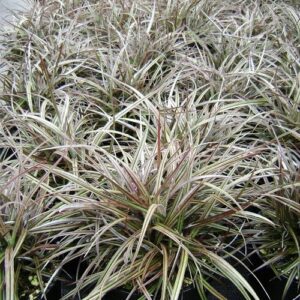 Astelia nivicola Little Gem - 1.5Ltr (5/20)