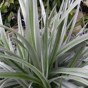 Astelia chatamica Silver Shadow - 2Ltr