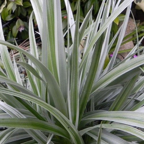 Astelia chatamica Silver Shadow - 2Ltr