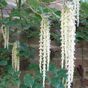 Garrya James Roof, Silk Tassel Shrub