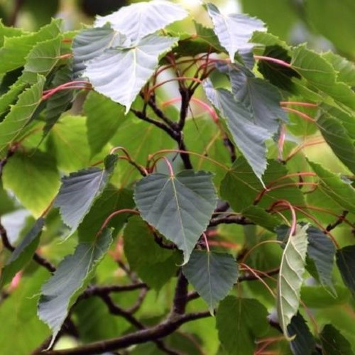 9a32f43486f404400ec350b28ee6b2cdd228f4da.jpeg Acer caudatifolium, Snakebark Maple - 45Ltr