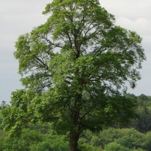 Ulmus Purpurea, Purple-Leaved Elm - Pb28