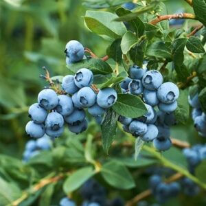 Blueberry Powder Blue - 2Ltr