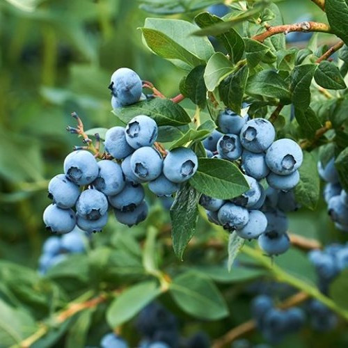 Blueberry Powder Blue - 2Ltr