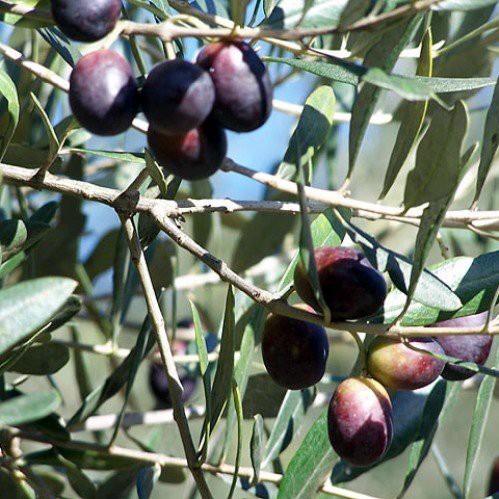Olive Barnea - 2.5Ltr