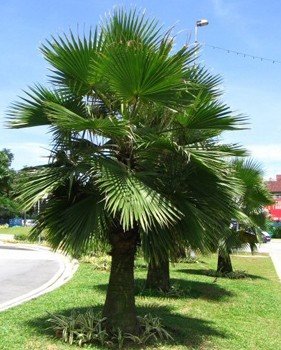 Brahea edulis - PB6.5 (20/30)