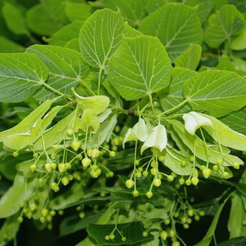 Tilia platyphyllos, Linden tree - Pb6.5 - Image 2