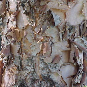 Betula nigra, River Birch - Pb12