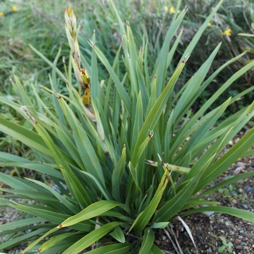 Phormium c. Emerald Gem, Flax - 1.5Ltr (15/30) - Image 2
