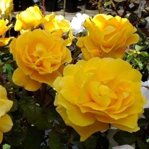 Rose Gold Dust (floribunda, standard) - Image 2