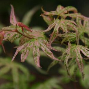 Acer Roseo Marginata - Pb40