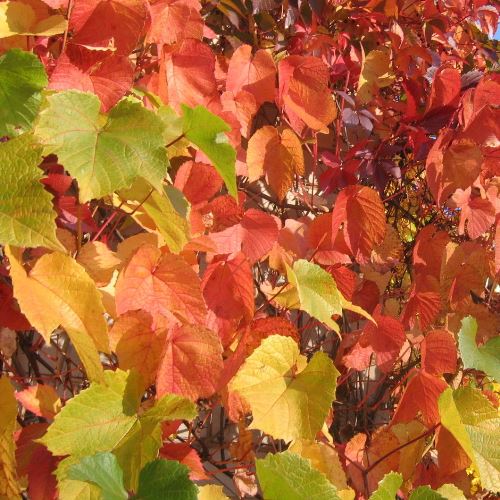 Vitis amurensis, Amur Grape - Pb6.5 - Image 2