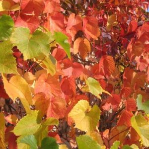 Vitis amurensis, Amur Grape - Pb6.5