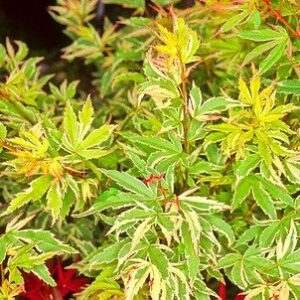 Acer Butterflies - Pb28