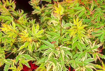 Acer Butterflies - Pb28