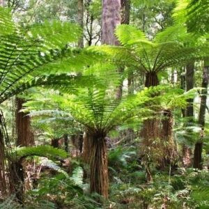 Cyathea smithii, Katote - Pb3/ Pb5