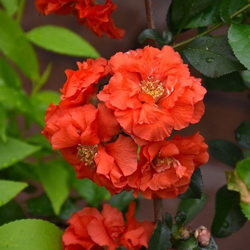 Chaenomeles Orange Storm, Flowering Quince - 2.5Ltr - Image 2