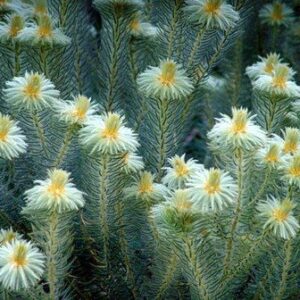 Phylica plumosa - Pb6.5 (30/40)
