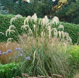 Cortaderia richardii, South Island Toetoe - Pot