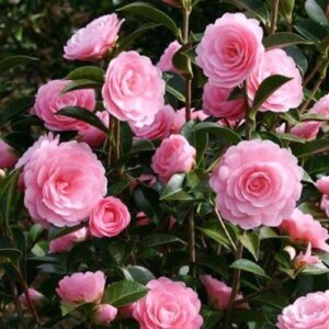 Camellia E.G. Waterhouse - Pb6.5 (60/70)