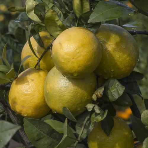Lemon Lemonade - Pb12 - Image 2