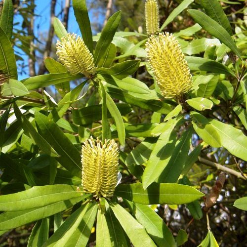 9e70859918566120c39ebaddecb0511fd490ee9d.jpg Banksia integrifolia, Coast Banksia -