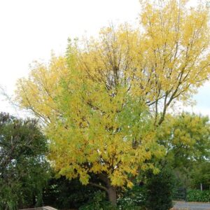Fraxinus velutina Golden Glow - Pb18