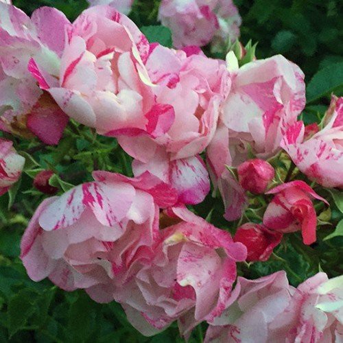 Rose Flower Carpet Pink Splash