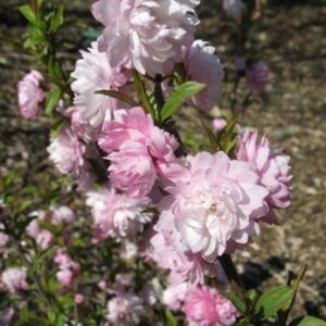 Prunus Rosea Plena, Flowering Almond - Pb6.5