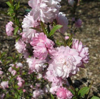 Prunus Rosea Plena, Flowering Almond - Pb6.5