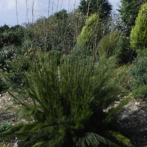Rhodocoma gigantea, Elephant Reed - Pb6.5 - Image 2