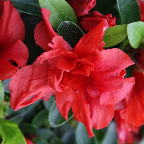 Azalea Sunburst - 1.25Ltr - Image 2