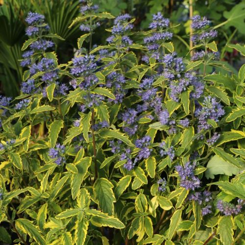 Caryopteris Summer Sorbet - pb6.5 (20/30) - Image 2