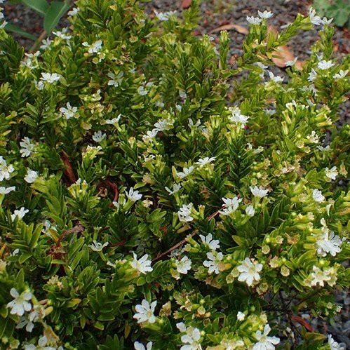 Cuphea White Whispers - Pb6.5