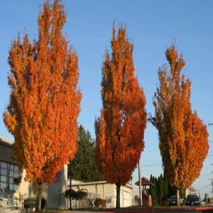 Acer rubrum Armstrong - Image 2