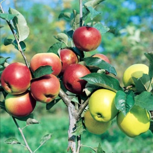 Apple Double Gala Granny Smith.jpg Apple Double Royal Gala/Granny Smith