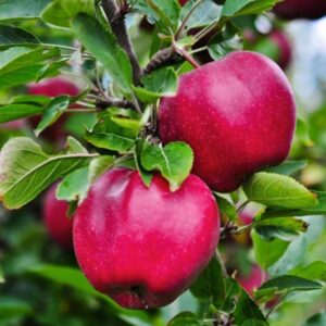 Apple Lady in Red (Pink Lady®) TM