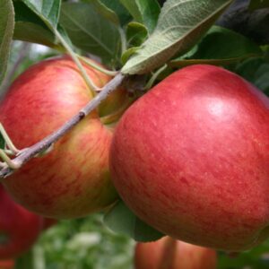 FRUIT TREE MULTI  DEAL
