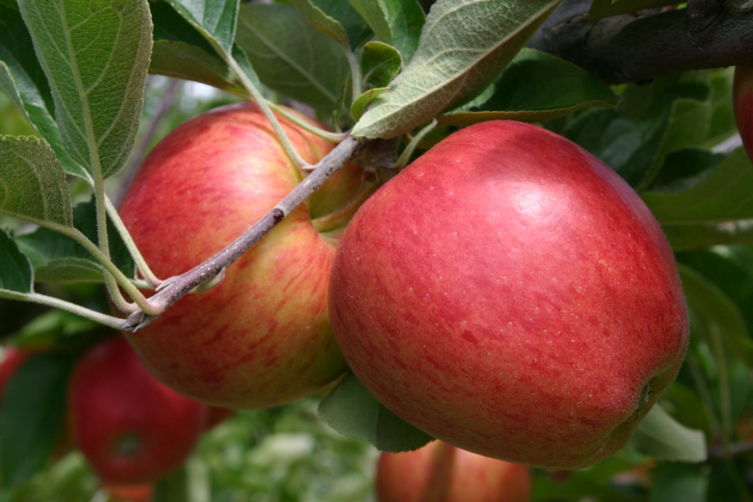 Apple Sweetie Pb18 - Image 2