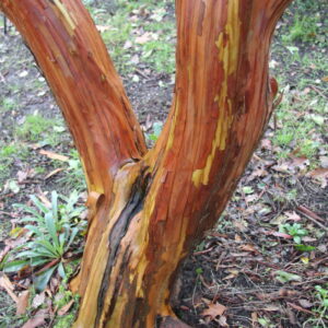 Arbutus Andrachnoides