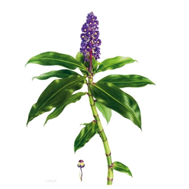 Dichorisandra thyrsiflora, Blue Ginger - Image 2