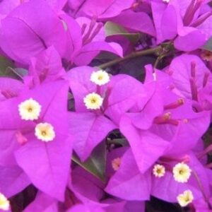 Bougainvillea Pretty Purple