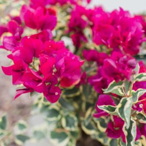 Bougainvillea Sirene