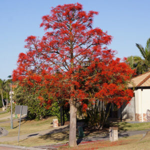 Brachychiton acerifolius, Flame Bottletree - Pb6.5