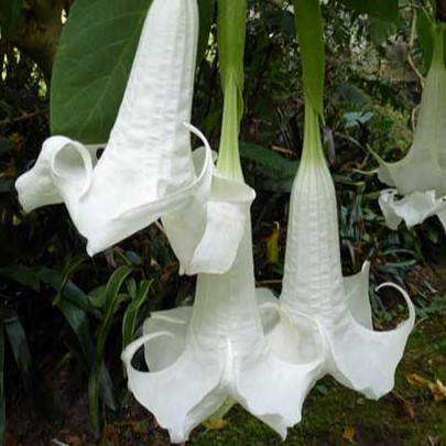 Brugmansia Matapouri Virgo